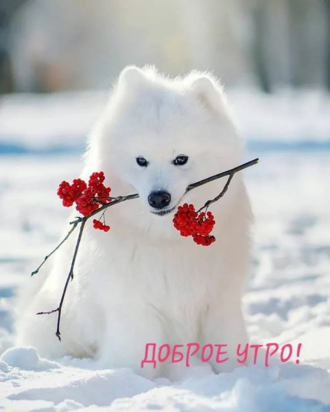 Доброе зимнее утро девушке