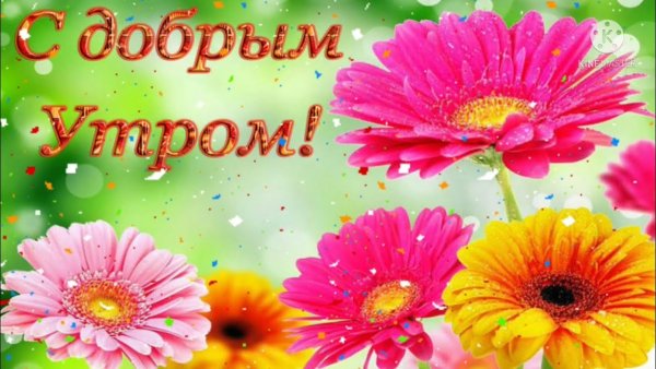 Доброе утро с герберами