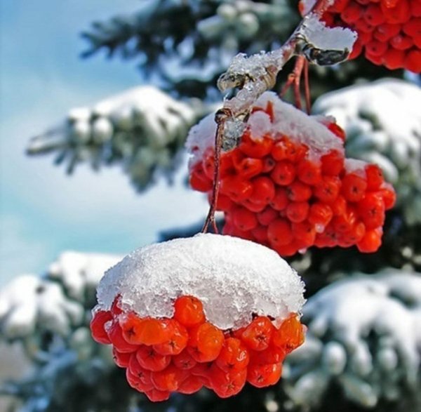 Рябина в снегу