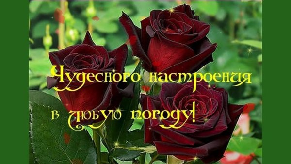 Животные под зонтиком