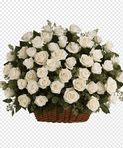 Красивые белые розы