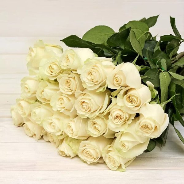 Роза Аваланж белая