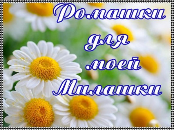 Букет ромашек для Наташи