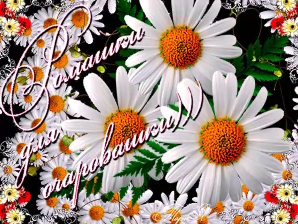 С днём рождения ромашки