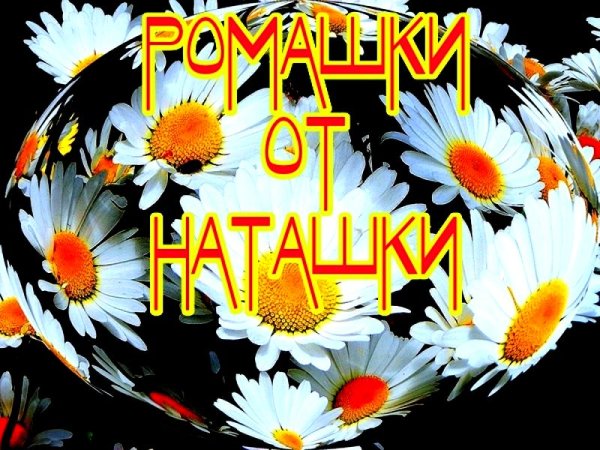 Ромашки для Наташки