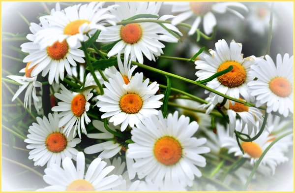 Букет ромашек для Наташи