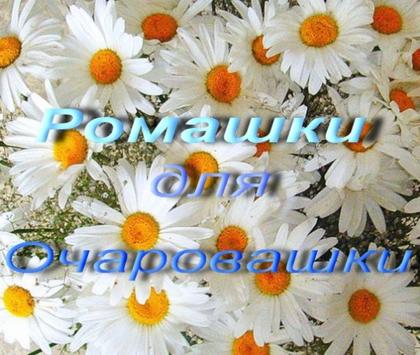 Букет ромашек открытка