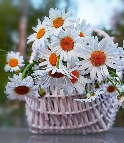 Букет ромашек открытка