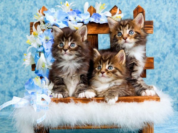 Красивые обои на рабочий стол котята