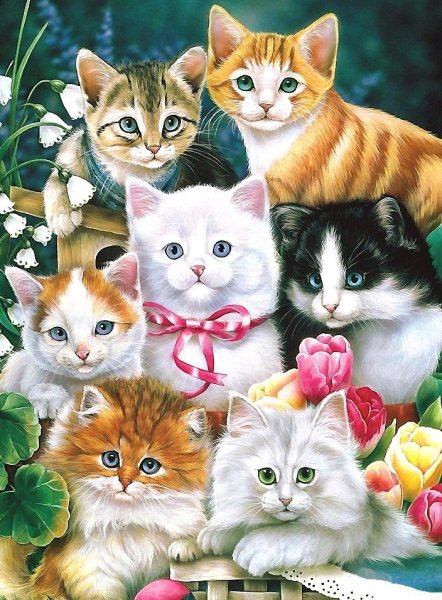 Красивые кошечки