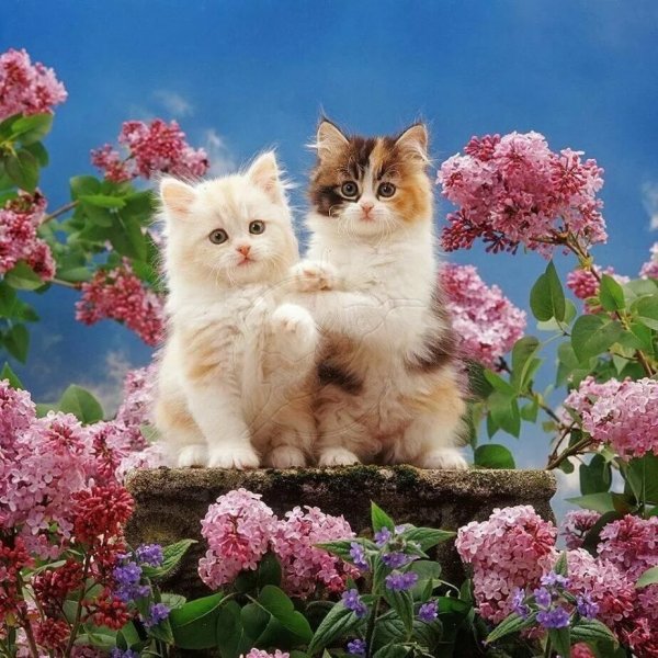 Котенок в цветах