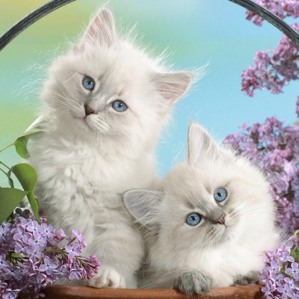 Открытки с котятами