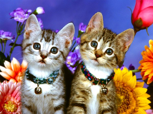 Красивые котята