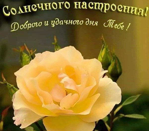 Пожелания доброго дня