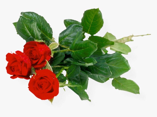 Спасибо цветы