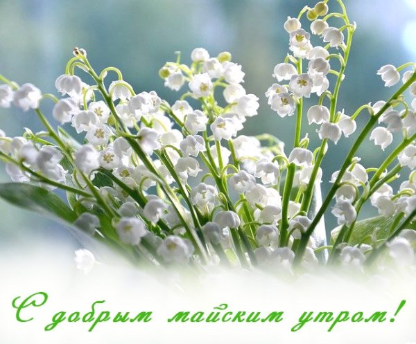 Доброе Майское утро
