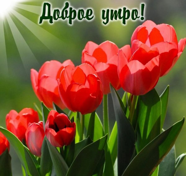 Открытки доброе утро