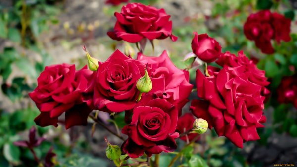 Открытки с благодарностью