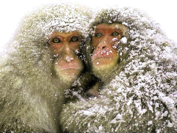 Обезьяна мерзнет