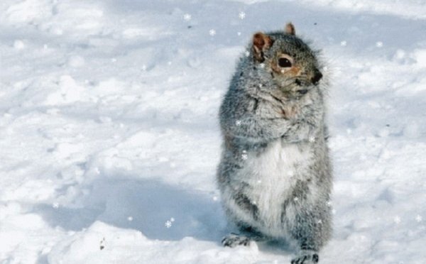 Перезимуем весну