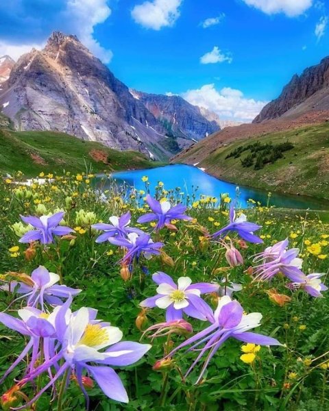 Горный Алтай Альпийские Луга