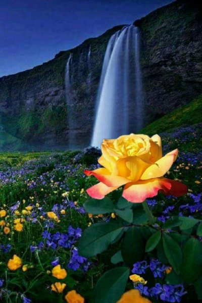 Красота природы цветы