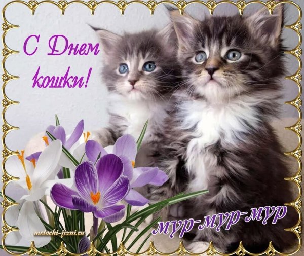 Поздравления с днём кошек