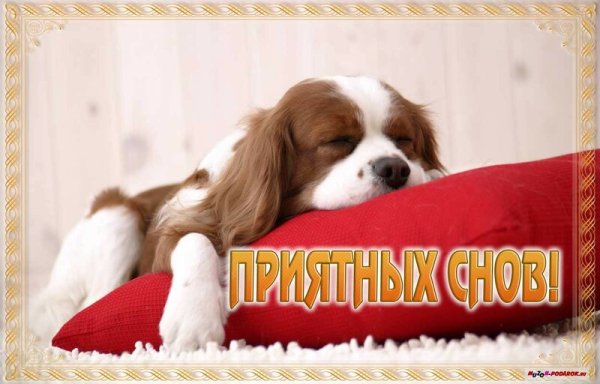 Спокойной ночи щенок