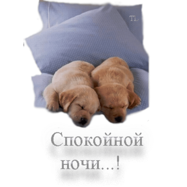 Спокойной ночи щенок