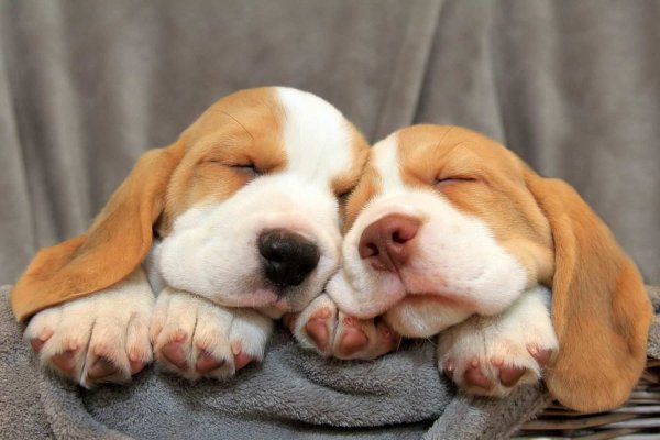 Бассет хаунд