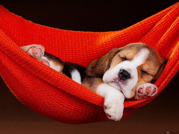 Сладких снов собака