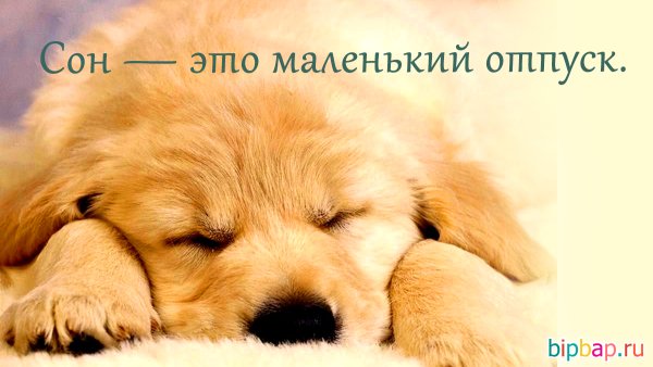 Доброй ночи собачки