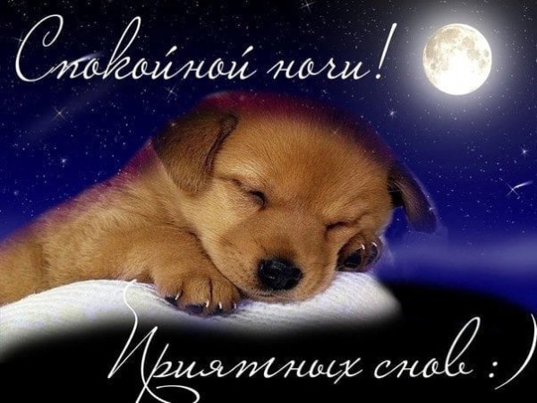 Спокойной ночи щенок с надписью