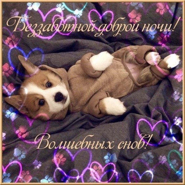 Спокойной ночи собака