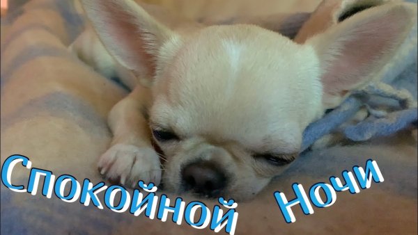 Доброй ночи собачки