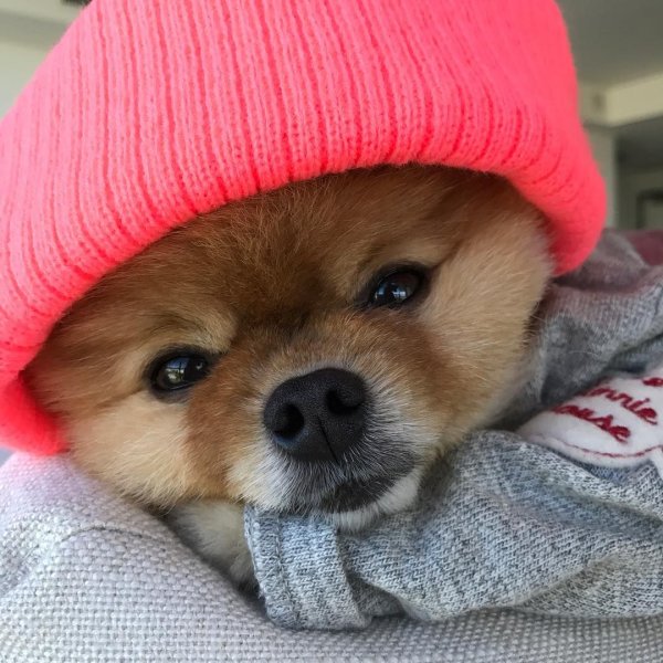 Королевский корги в реальной жизни