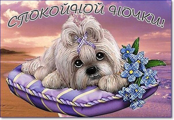 Спокойной ночи с котиками и собачками