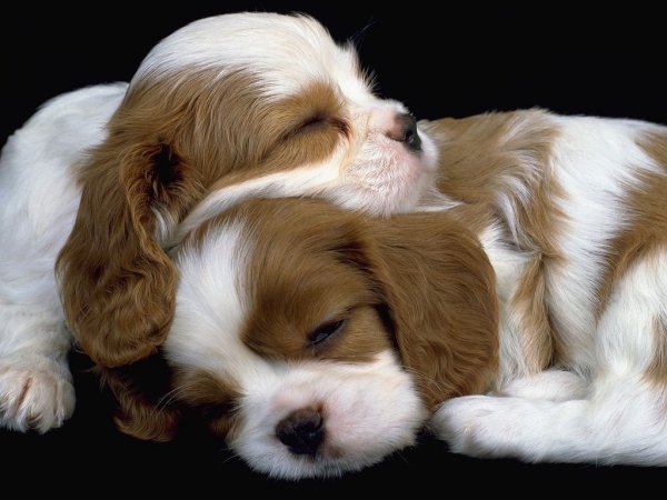 Добрый вечер собачки