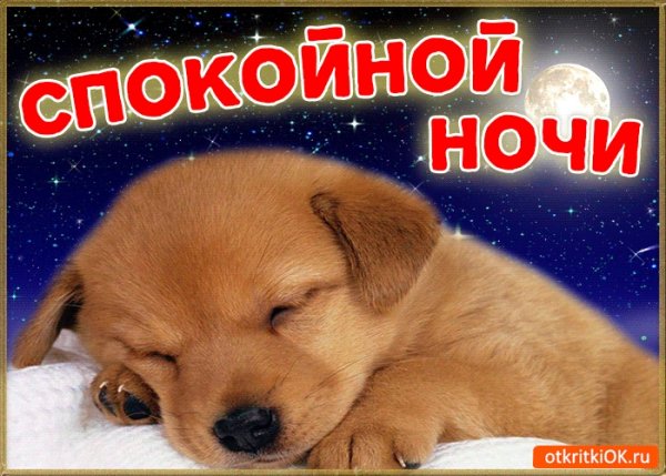 Доброй ночи с животными