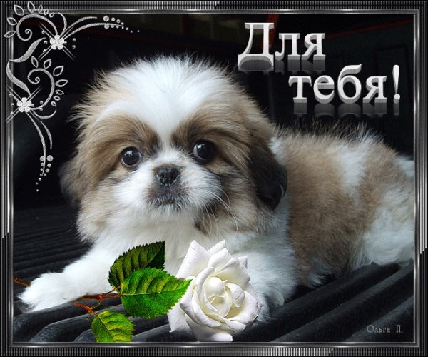 Доброй ночи собаки