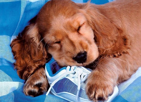 Солнышком котенком собачкой