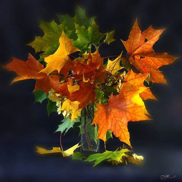 Букет кленовых листьев