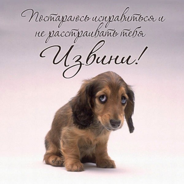 Открытка с извинениями девушке