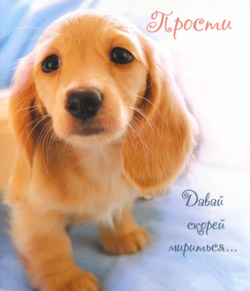 Открытки с извинениями любимому