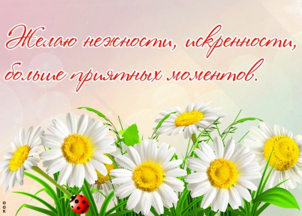 Поздравление с ромашками