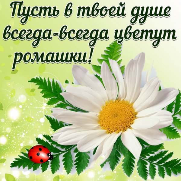 Ромашка с пожеланиями