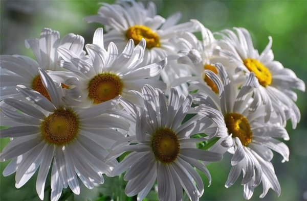 Мерцающие ромашки