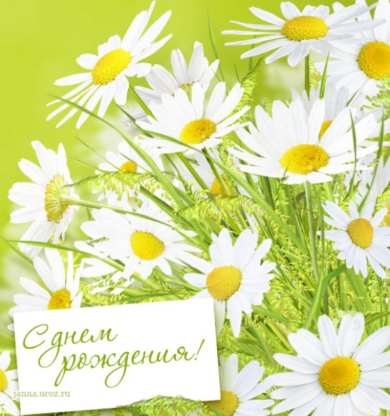 Поздравительные открытки с ромашками