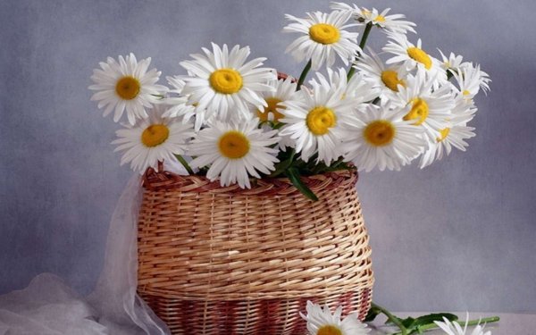 Ромашки в корзине