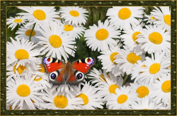 Открытки с днём рождения с ромашками